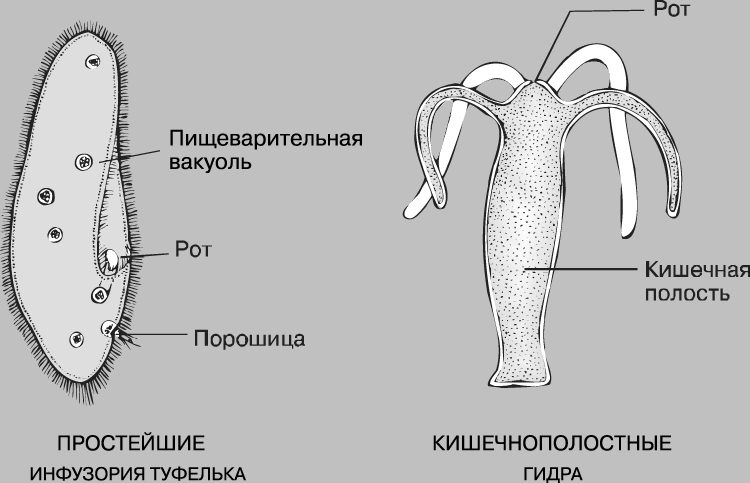 Как открыть ссылку с кракена
